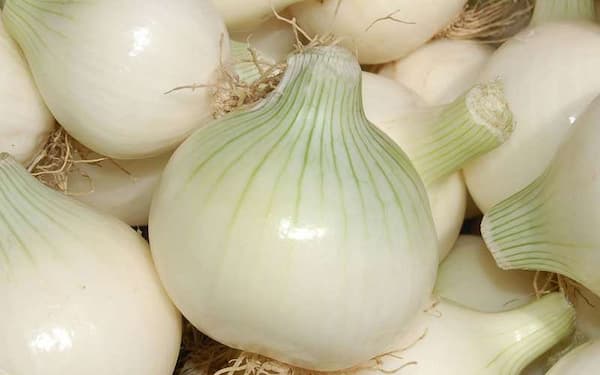 تصویر 3 از قیمت خرید پیاز سفید جیرفت + فروش ویژه